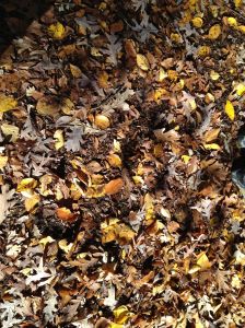 leaf pile